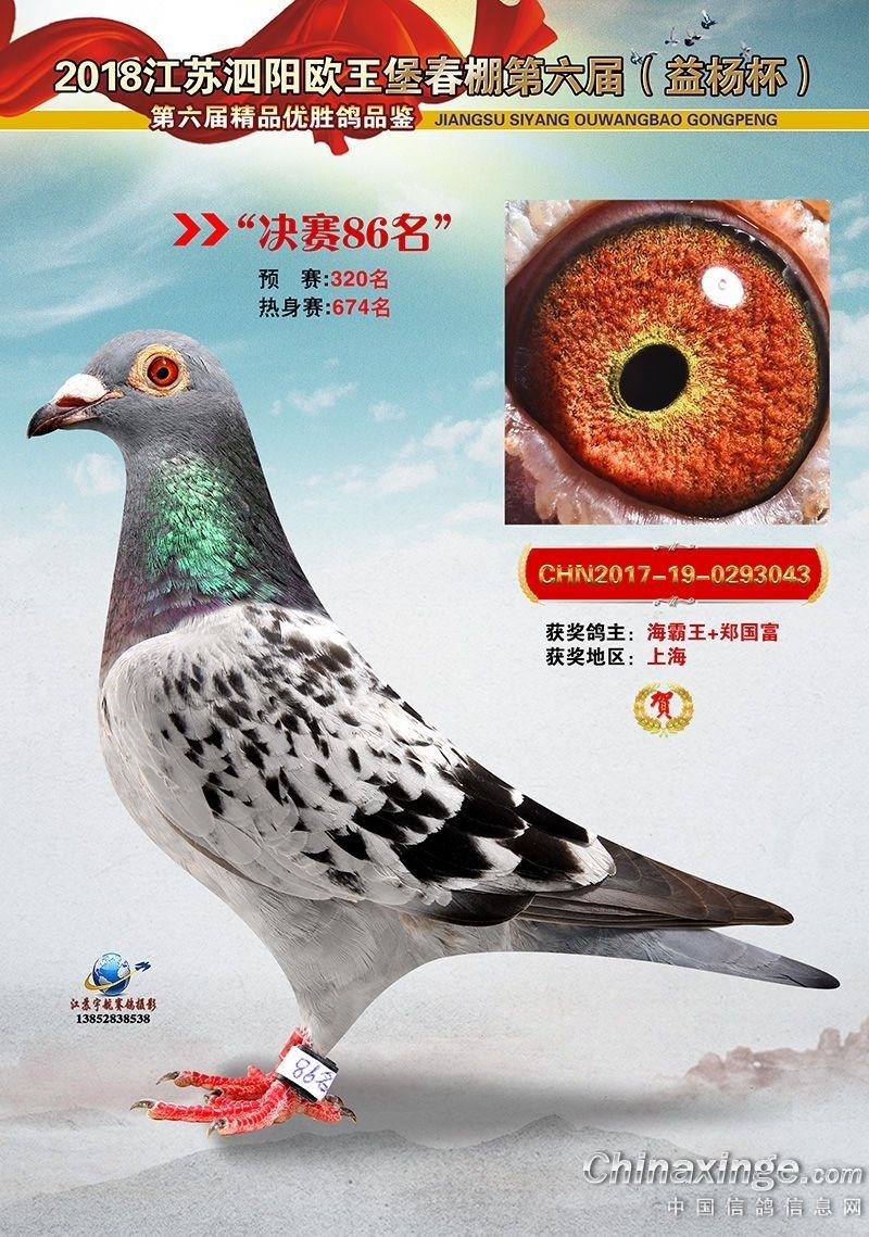 海霸王詹森纪录,冠霖公棚2017年获奖鸽欣赏
