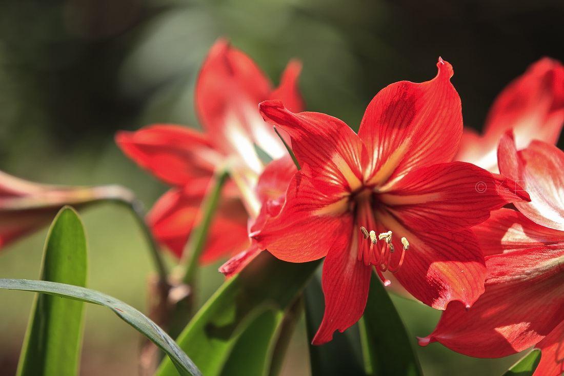 朱顶红种球怎么防止烂根,朱顶红叶子太长总是倒伏能剪掉吗