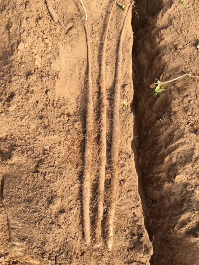 铁棒跟铁棍山药的区别,铁棍山药真的假的