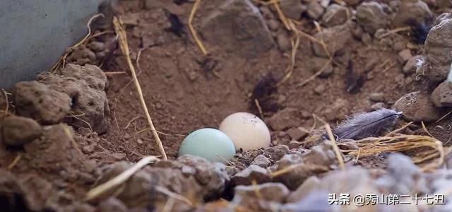 一万只土鸡卖柴鸡蛋年入百万,农村小伙养鸡一只鸡最贵卖1100元