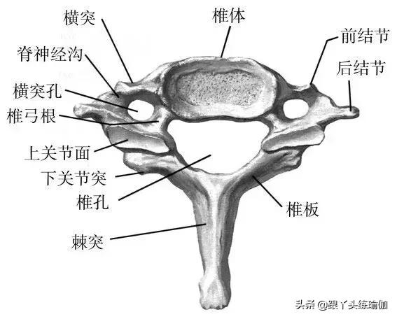 初学瑜伽颈椎基本动作视频,颈椎瑜伽初学入门视频教程