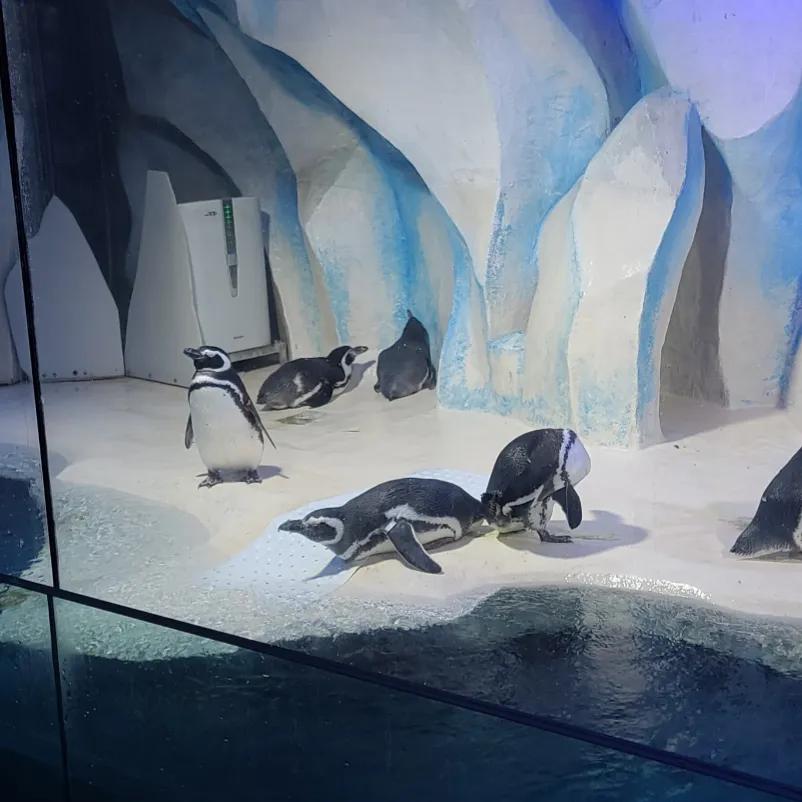 抚顺海洋极地馆亲子攻略,抚顺皇家极地海洋世界亲子游