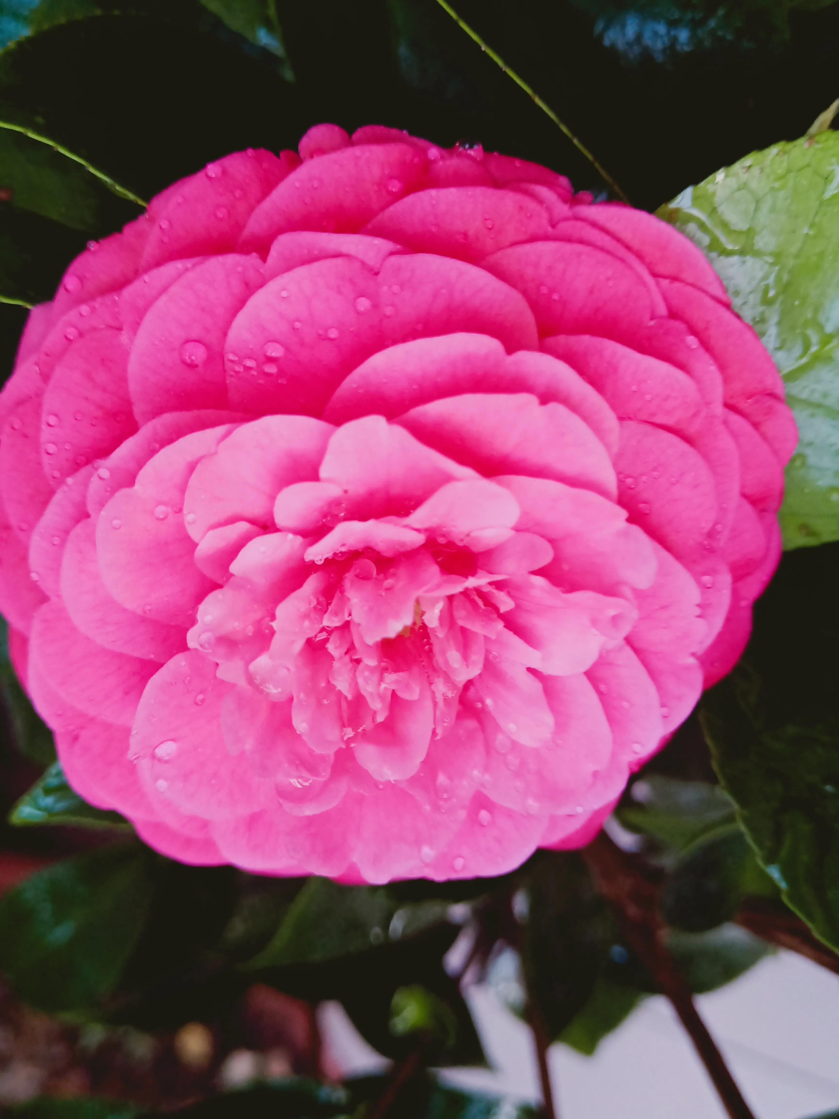 茶花状元红与六角大红区别,茶花状元红花期有多长时间