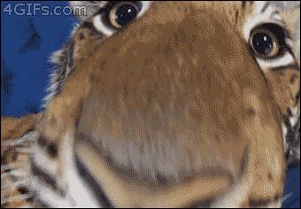 东北虎下山进村伤人老虎被鹅咬,东北虎下山进村伤人最后怎么样了