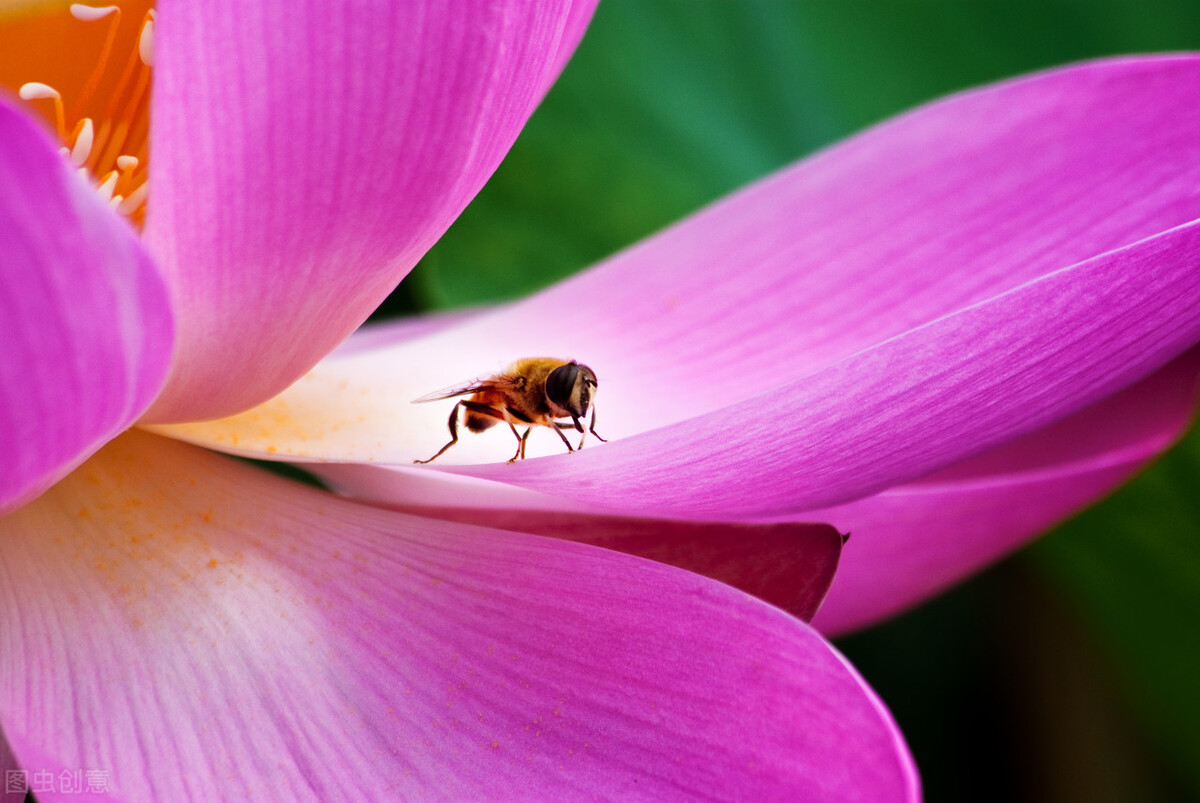荷花怎么拍好看又有创意视频,教你拍摄荷花的四个意境