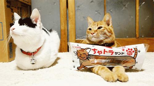 新领养猫不吃怎么办,新领养的小猫不吃猫粮怎么办