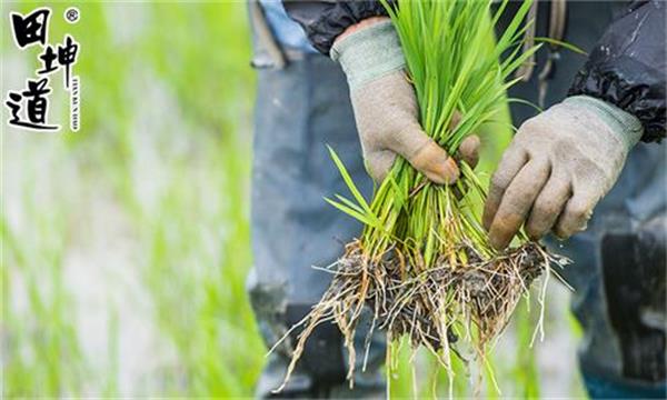 绿色食品与生态食品区别,绿色生态食品介绍