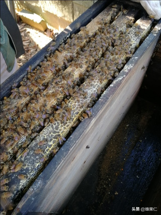 土箱养殖蜜蜂怎么样才能高产,蜜蜂养殖技术及诱蜂技巧分享