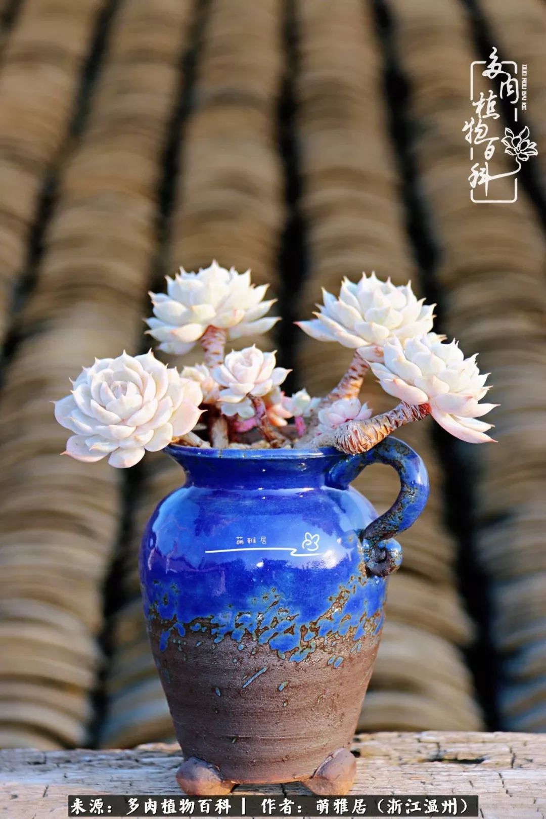 多肉最美的季节已来到,多肉最美的季节来临