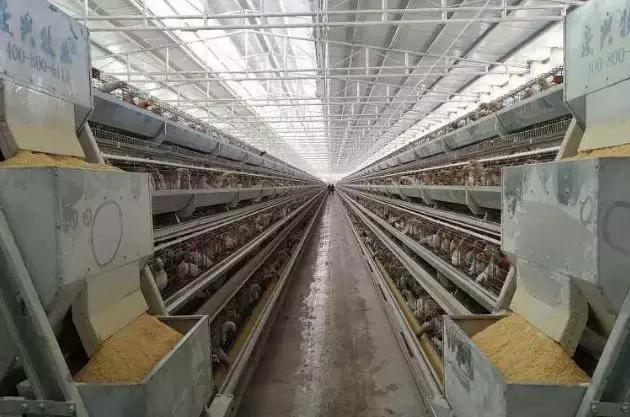 肉鸡肾传支的预防和治疗,肉鸡病毒病什么时候用药好