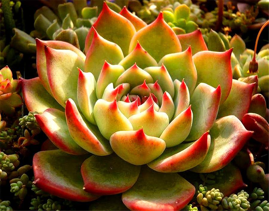 多肉杨贵妃怎样养护,多肉杨玉环