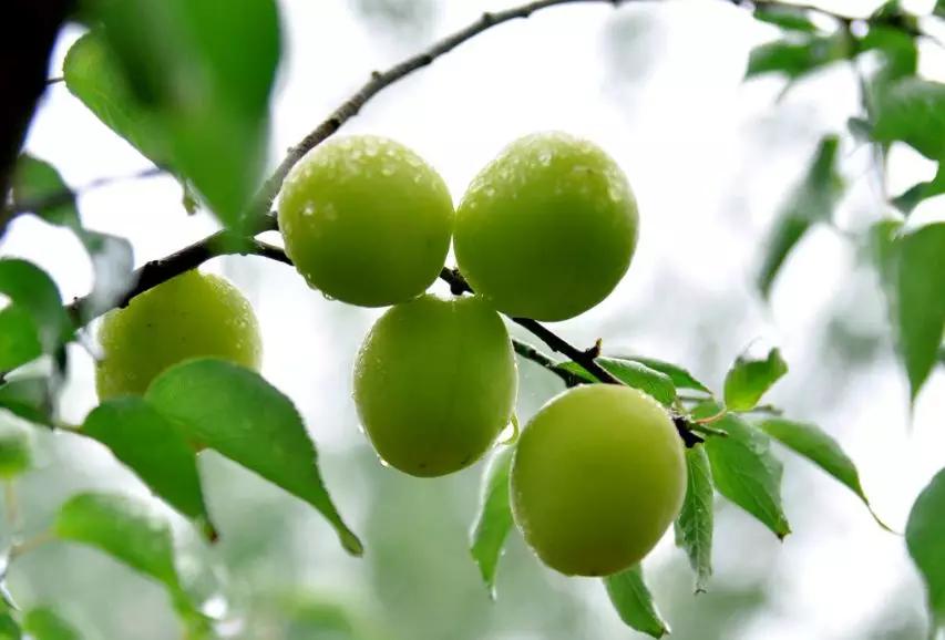 立夏暖人间草木香,风暖人间草木香不负夏日好时光