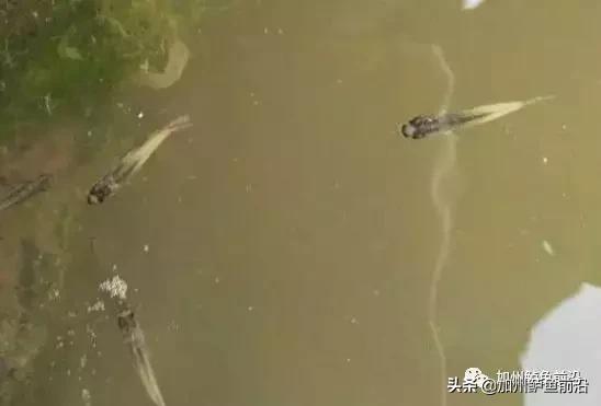 加州鲈鱼刚发苗大批死掉怎么回事,加州鲈鱼苗打转是什么病