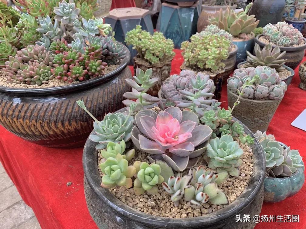 扬州花卉市场大全,扬州西区花卉市场