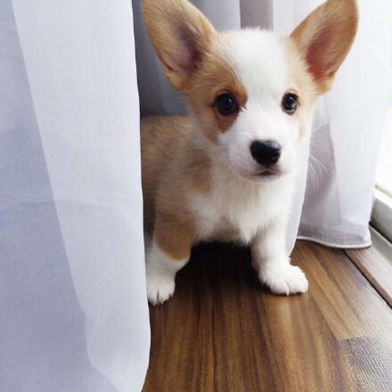 2岁柯基呕吐拉稀拉血,柯基拉稀带血精神好