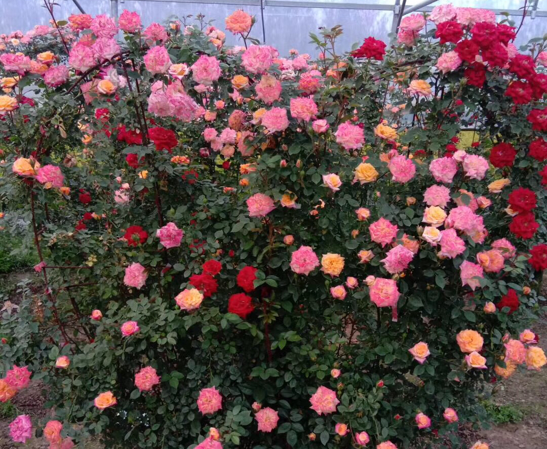 是爬藤月季好养还是矮桩月季好养,最合适种在楼顶的月季