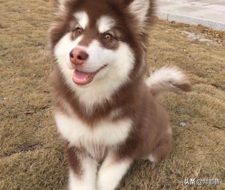 阿拉斯加纯种多少钱一只,纯种阿拉斯加和混血阿拉斯加