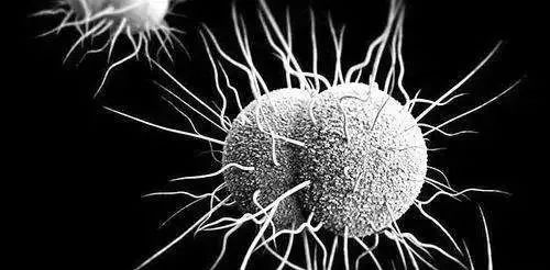 淋病有抗药性怎么办,淋病出现耐药性怎么办