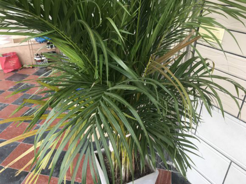 散尾葵叶子发黄的原因及解决办法,散尾葵叶子干尖怎么养