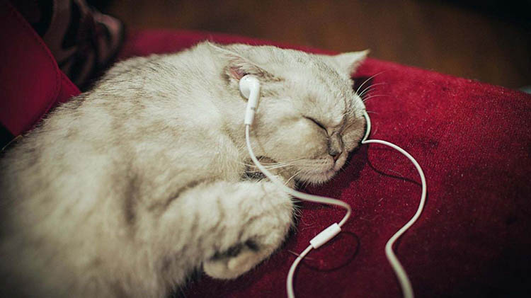 鎽╂墭缃楁媺e绯诲垪濂藉悧,鎽╂墭缃楁媺e绯诲垪缁忓吀