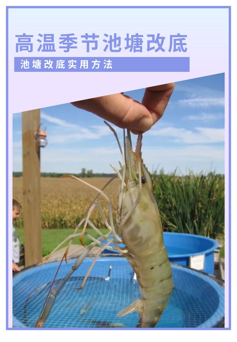 高温天气该如何处理池塘中的水质,高温水质如何管理