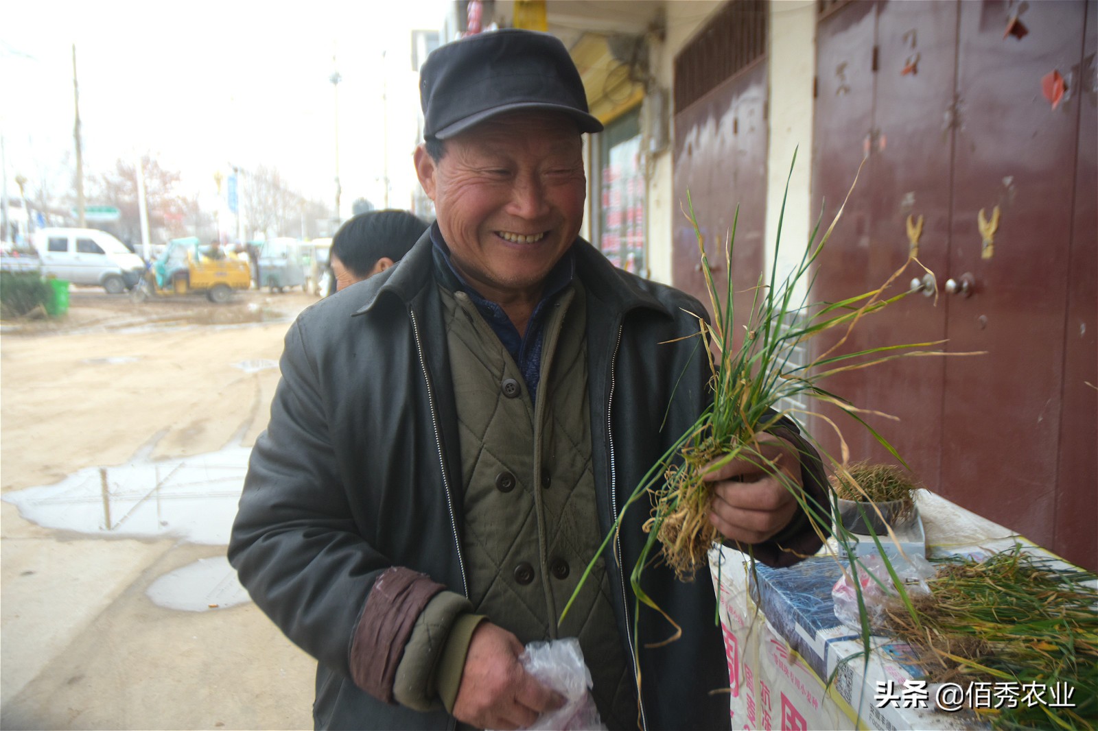 小麦刚出苗发黄怎么治,农田小麦发黄生长过程