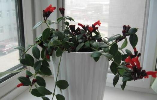 想要口红滋润点该加什么,想要口红更滋润