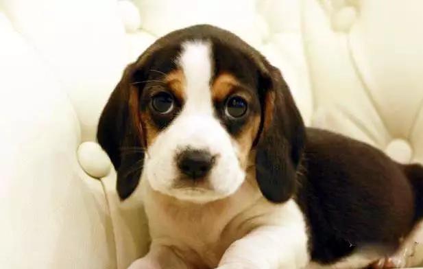 45种狗狗,45种狗狗很难得一见你认识几种