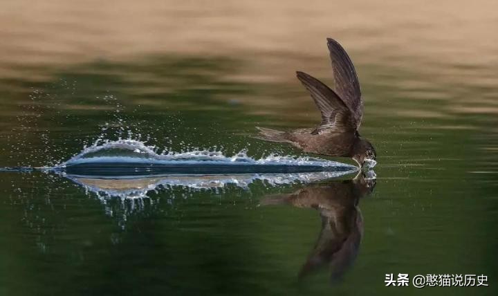 无脚鸟古人,无脚鸟世界上有什么鸟