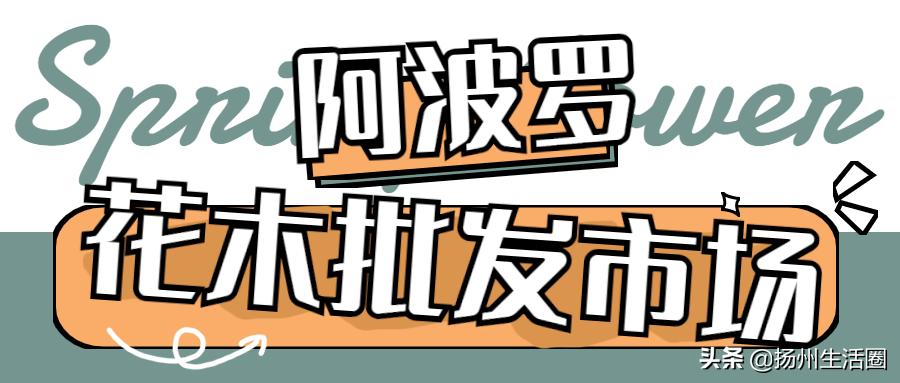 2元花盆批发,2元左右的花盆