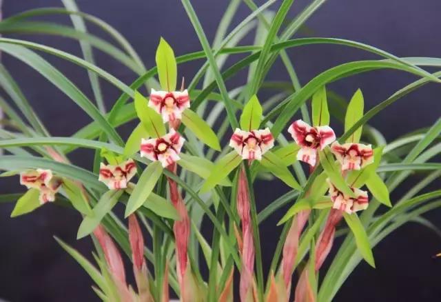 兰花生病长虫怎么办？养兰必知的病虫害和防治方法