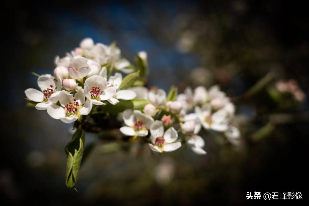 徕卡和哈苏哪个更保值一些,小白如何选徕卡和哈苏