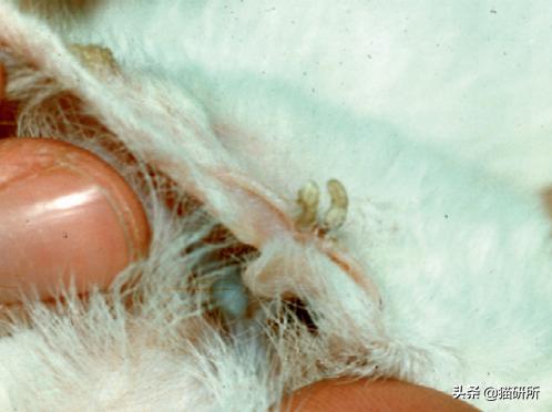 猫咪也会长“鸡眼”？肉垫上的角质增生需要切除吗？