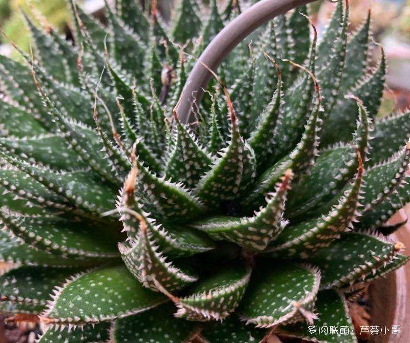 平时消炎的芦荟品种,生活中芦荟品种