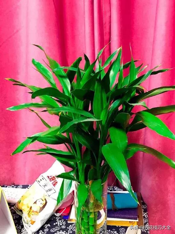 五行缺金养什么花,什么花风水命理最旺人养