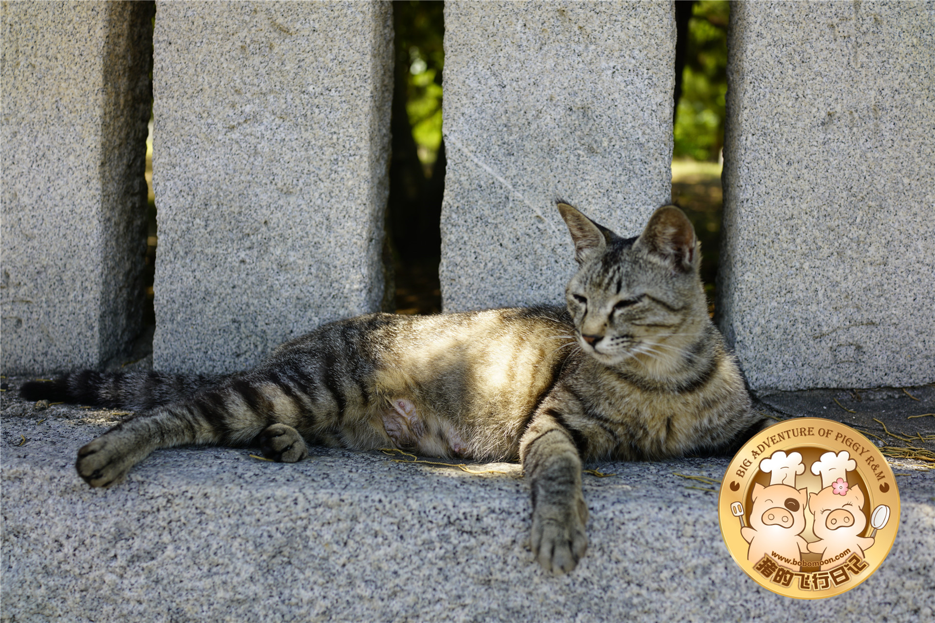 被铲屎官惊到的喵星人,让铲屎官瑟瑟发抖的喵星人