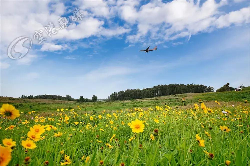 双流哪里可以赏花看飞机,双流附近赏花攻略路线