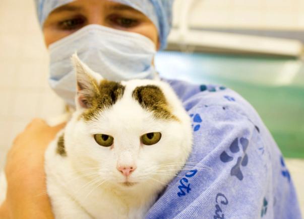 猫的便便有点稀是怎么回事,猫便稀软吃什么药