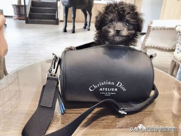 超好看的宠物包,好看又大的宠物包