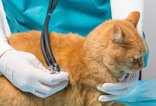 猫流血受伤吃什么药,猫伤口流血怎么消毒