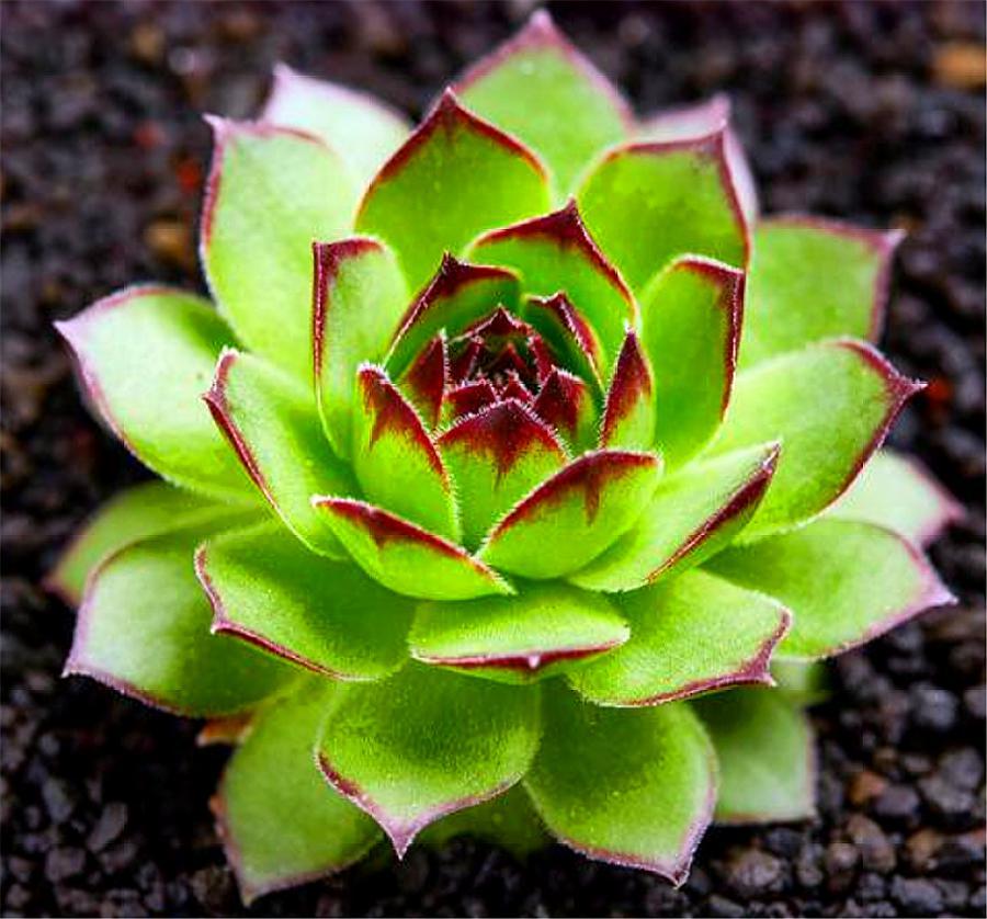 观音莲怎么养叶子才不徒长,观音莲徒长怎么补救