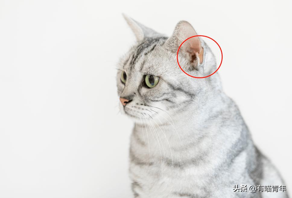 猫放一个屁，全家吃不下饭！真的好臭啊啊啊啊啊