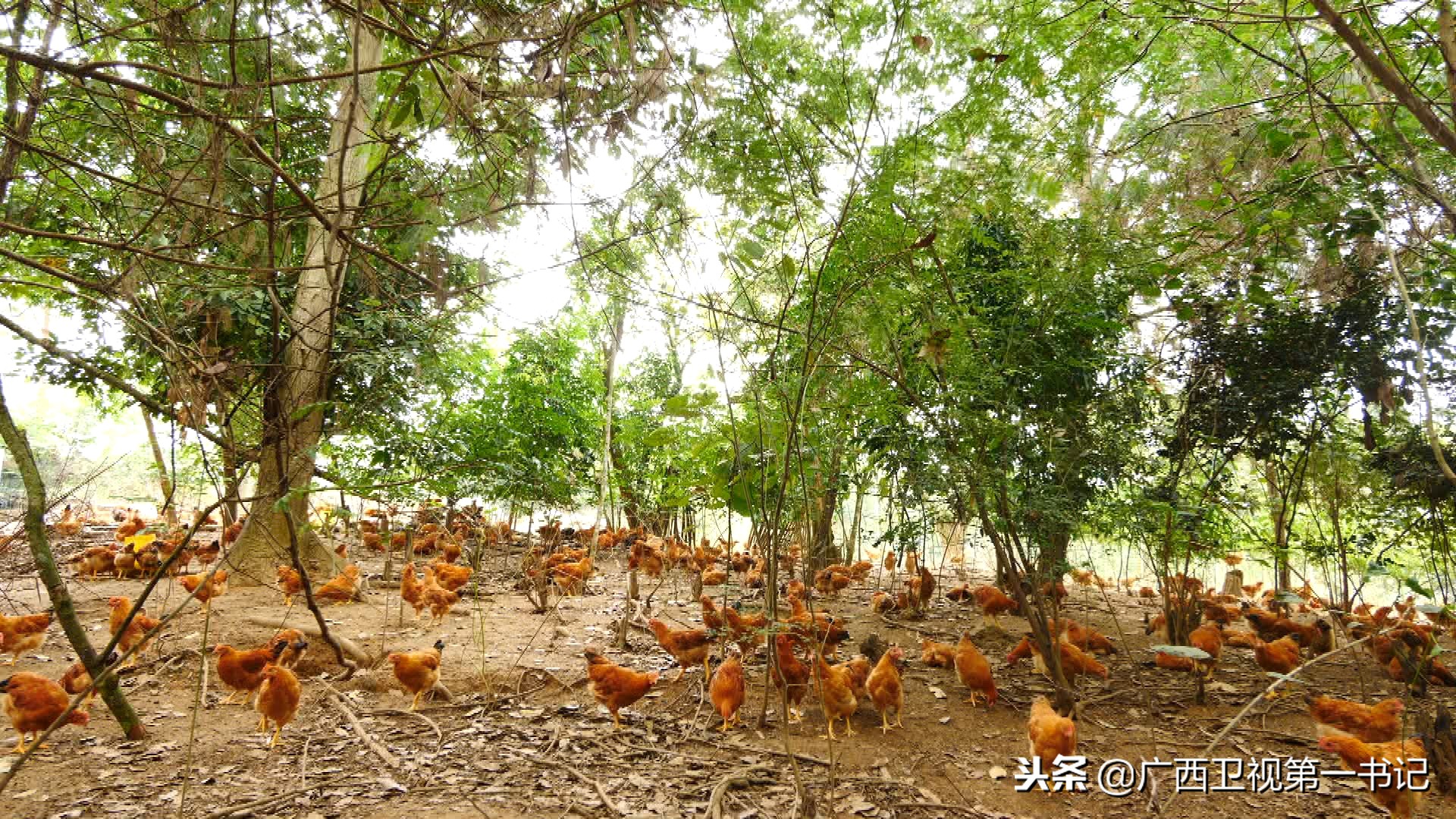 广西巴马的香猪之乡,世界长寿之乡广西巴马香猪