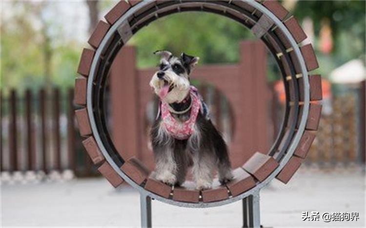 细小的症状狗狗还会很活泼吗,细小症状狗狗