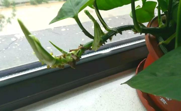 做到这几点绿萝绝对会疯长不停,绿萝有一个小机关打开它立马疯长