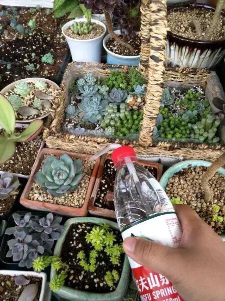 绿萝专用自吸花盆,绿萝吊兰怎么养才能长满花盆