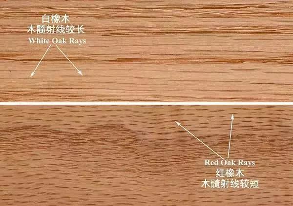 红橡白橡如何从构造上区分,买家具怎么辨别是不是实木