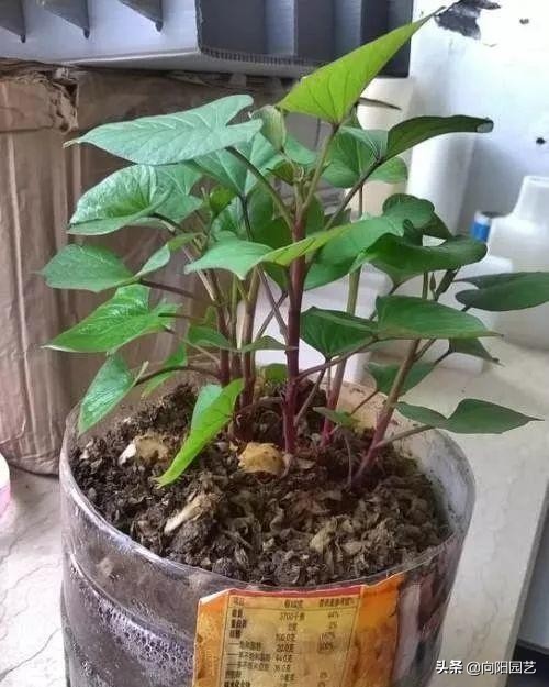 家里阳台种红薯的方法,家庭版种红薯的方法