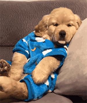 小时候萌长大了帅的狗狗,小时候萌的狗狗