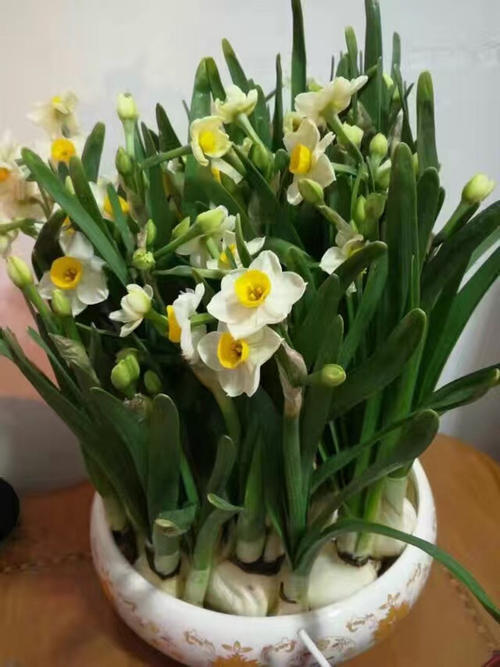 水仙花种球小能开花吗,水仙花种球如何种植开花快